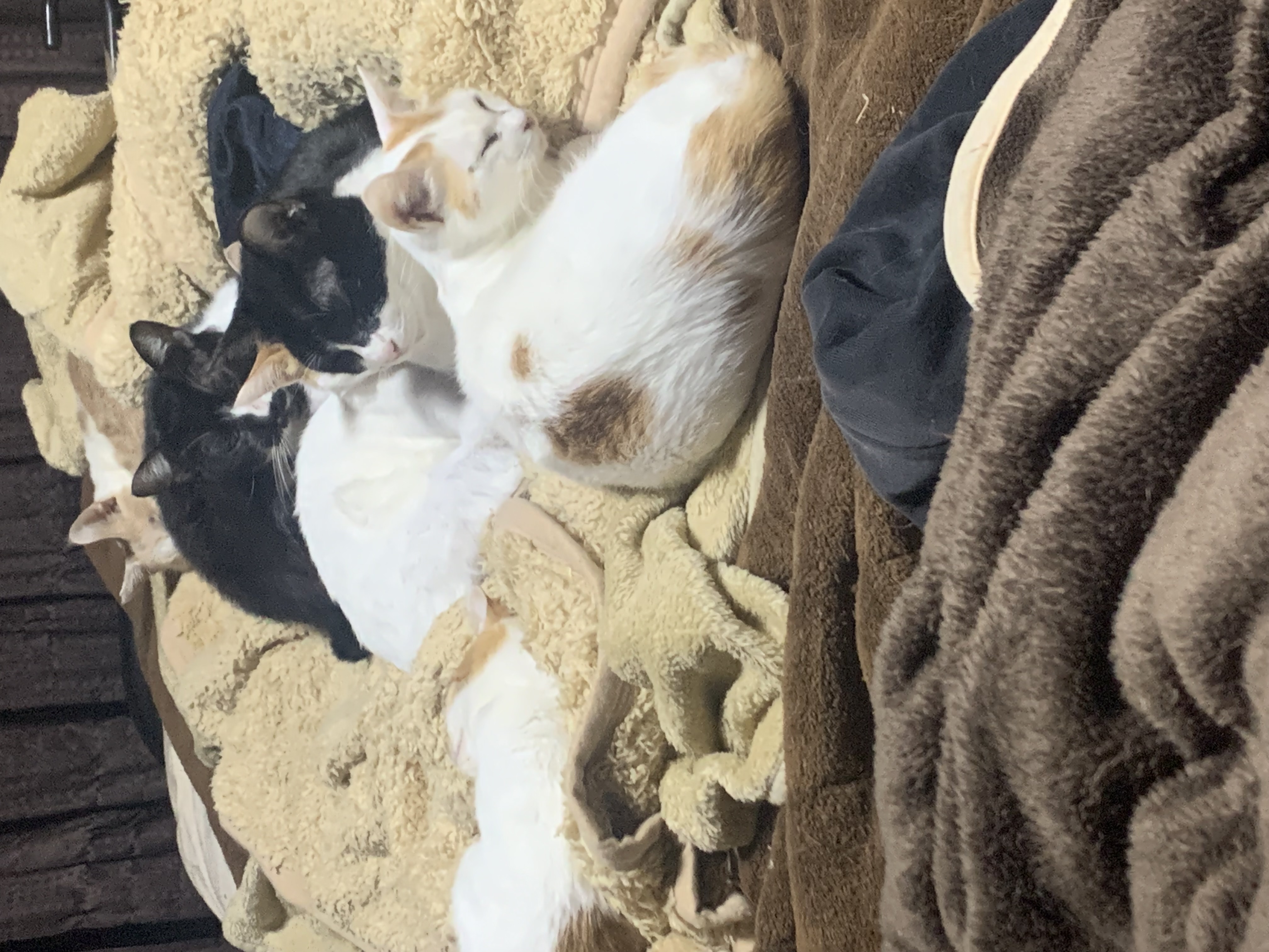 6匹の猫